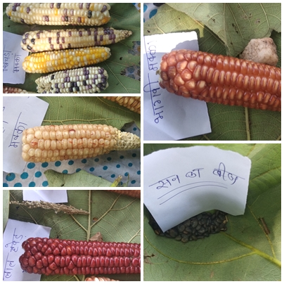 Minor Millets Promoted By MPSSS