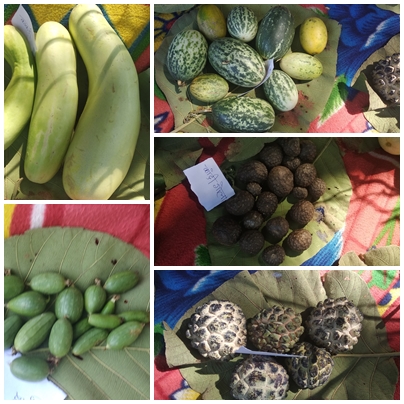 Uncultivated Food Promoted By Mpsss